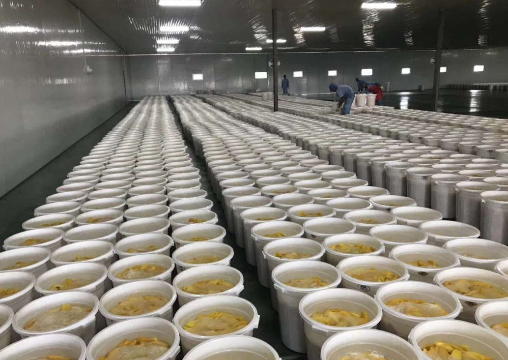 芒果不耐存儲，芒果烘干機解煩憂！